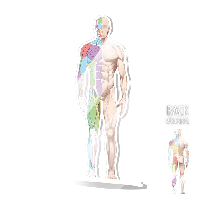 Anatomie Acryl-Aufsteller