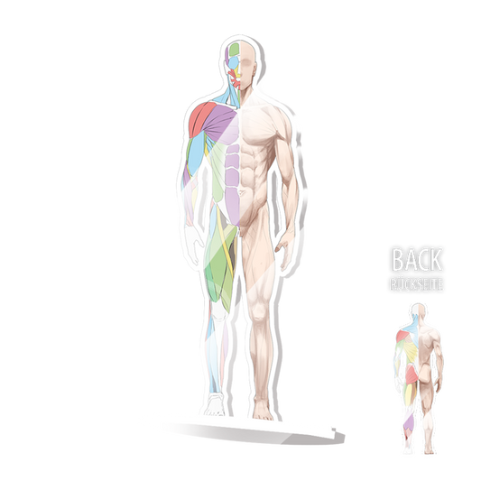 Anatomie Acryl-Aufsteller