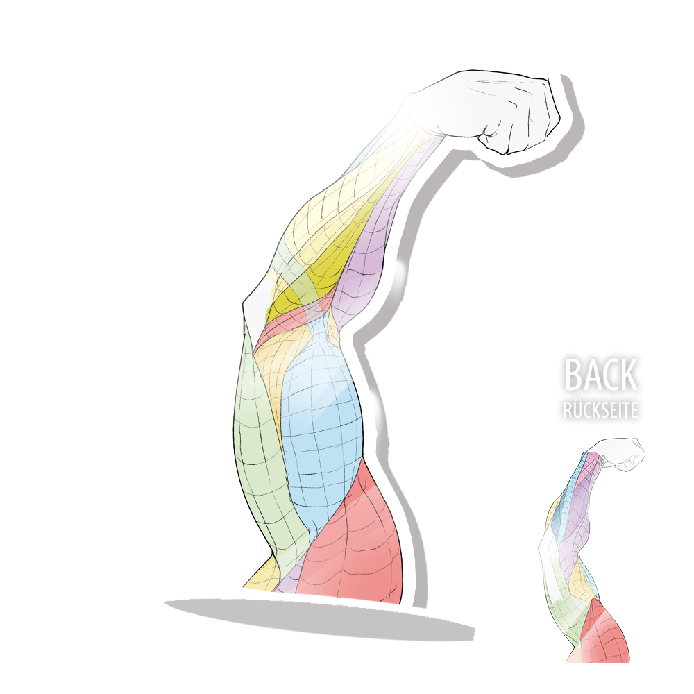 Anatomie Acryl-Aufsteller