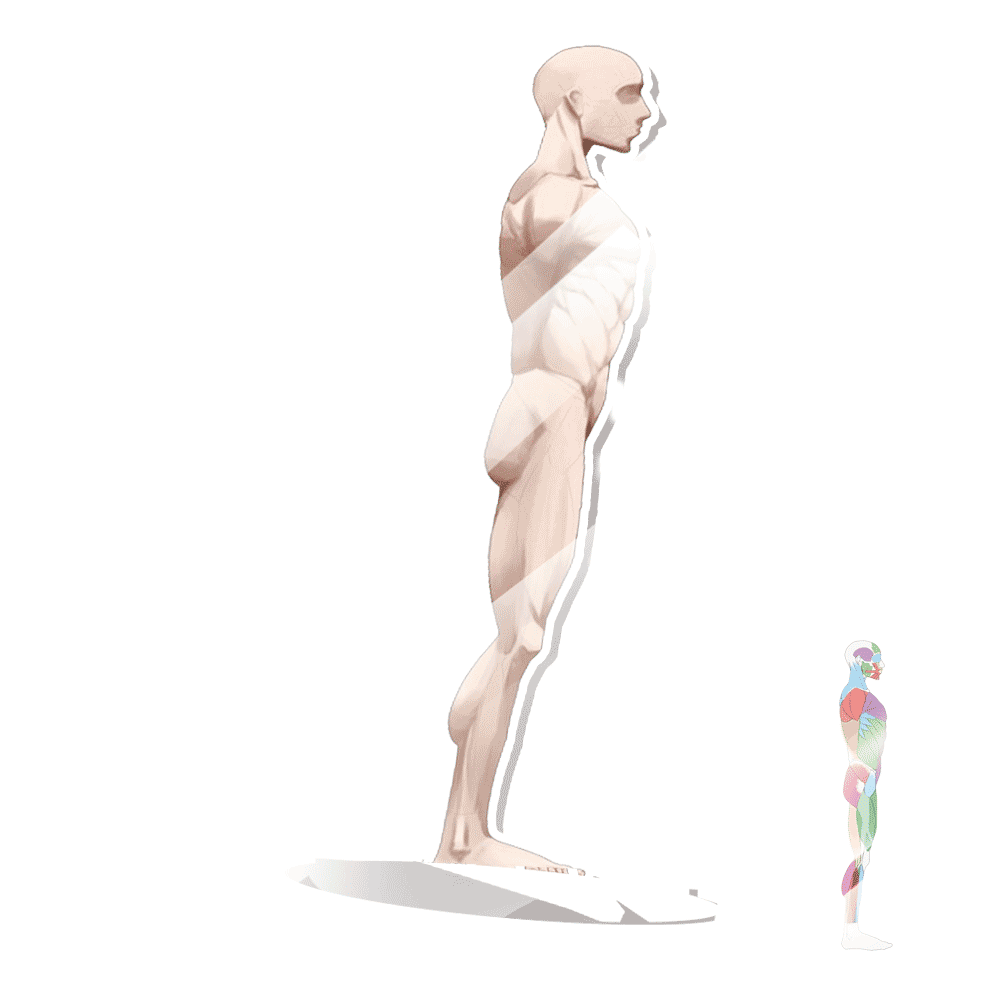 Anatomie Acryl-Aufsteller