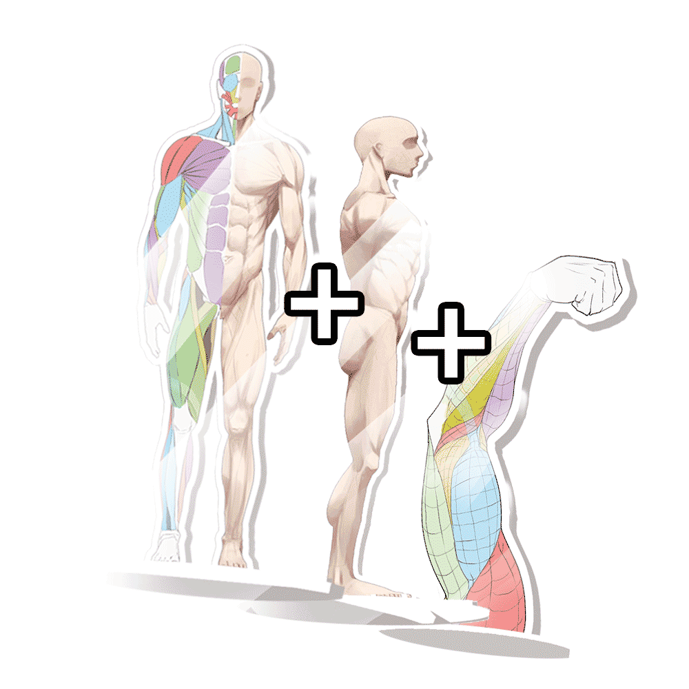 Anatomie Acryl-Aufsteller