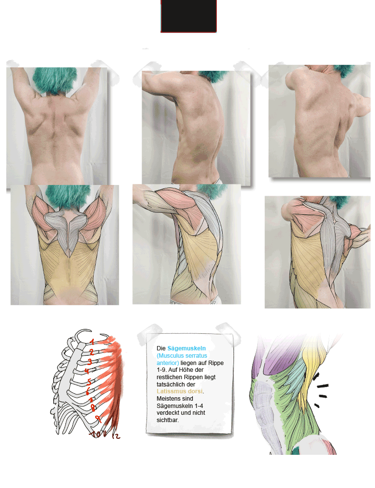 Anatomie zeichnen like a Sir