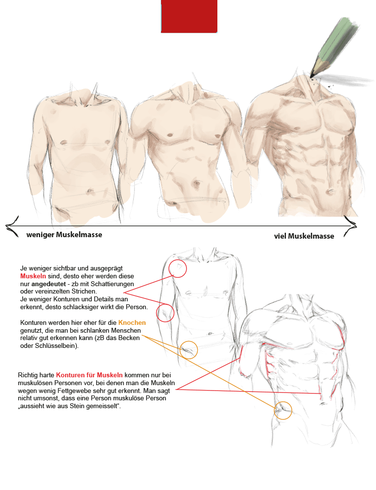 Anatomie zeichnen like a Sir